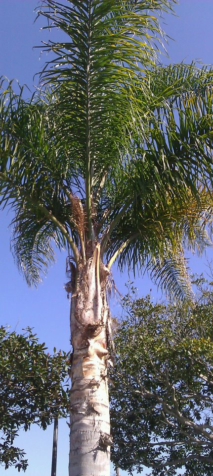 Palm Tree