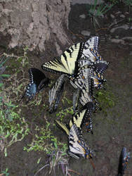 Butterfly Nest