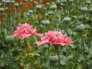 Poppies