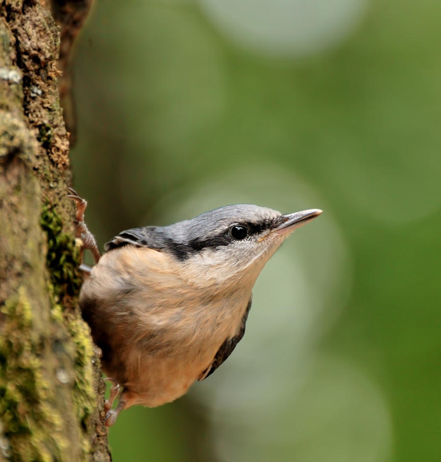 A nuthatch