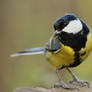 Great tit