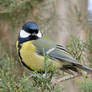 Great tit