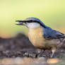 Nuthatch