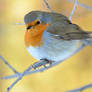 Robin