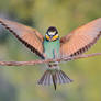 Bee-eater