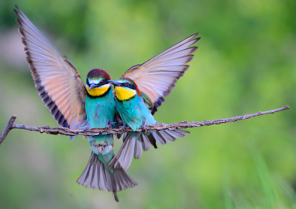 Bee eaters by corsuse
