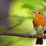 Robin