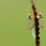 Damselfly