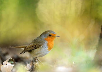 Robin