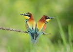 Bee eaters by corsuse