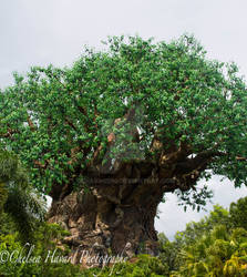 The Tree of Life 2