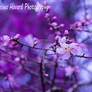 Blossom_4