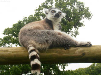 Ring tailed lemur 8