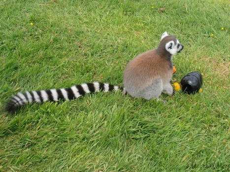 Ring tailed lemur 6