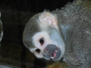 Squirrel monkey - Close up #1