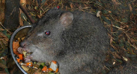 Potoroo - Close up