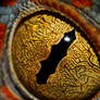 The Eye of the Tokay