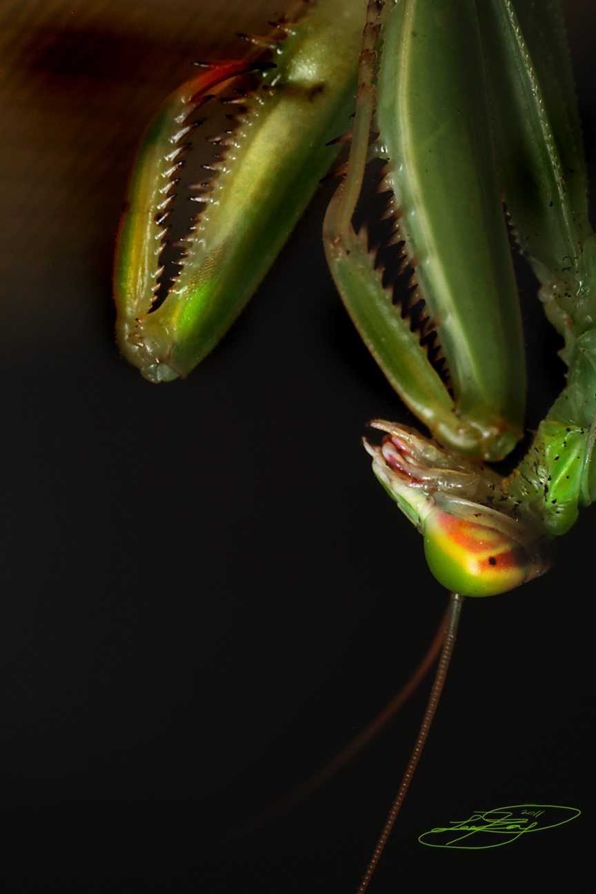 Mantis Rapture PrayingMantis by ForsakenRaptor on DeviantArt