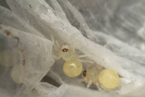 two hour old spiderlings