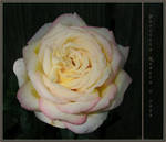 Full Bloom by PatriciaRodelaArtist