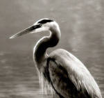 Heron by TB-Photo