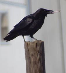 Crow