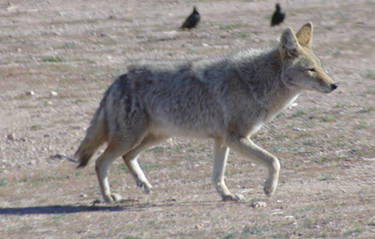 Coyote 2