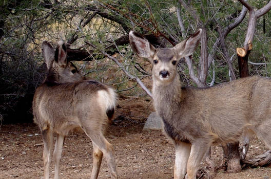 Deer in Chloride