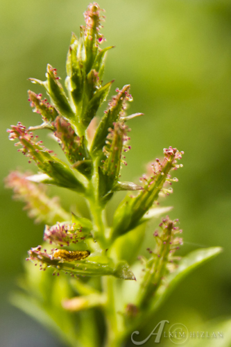 Caterpillar