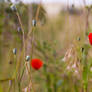 Red Poppy II