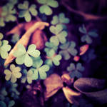 A Secret Place by pagit