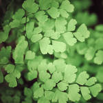 Tiny Green Life II by pagit