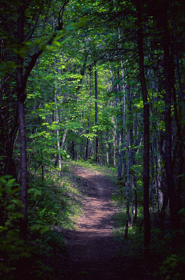 Corridor of Trees