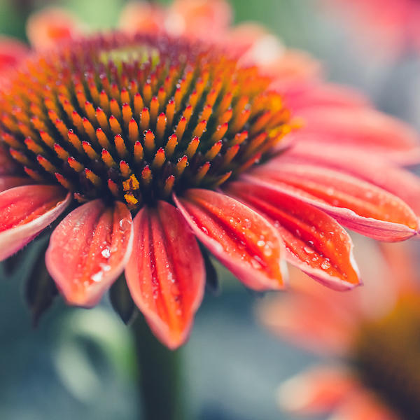 Ein Coneflower