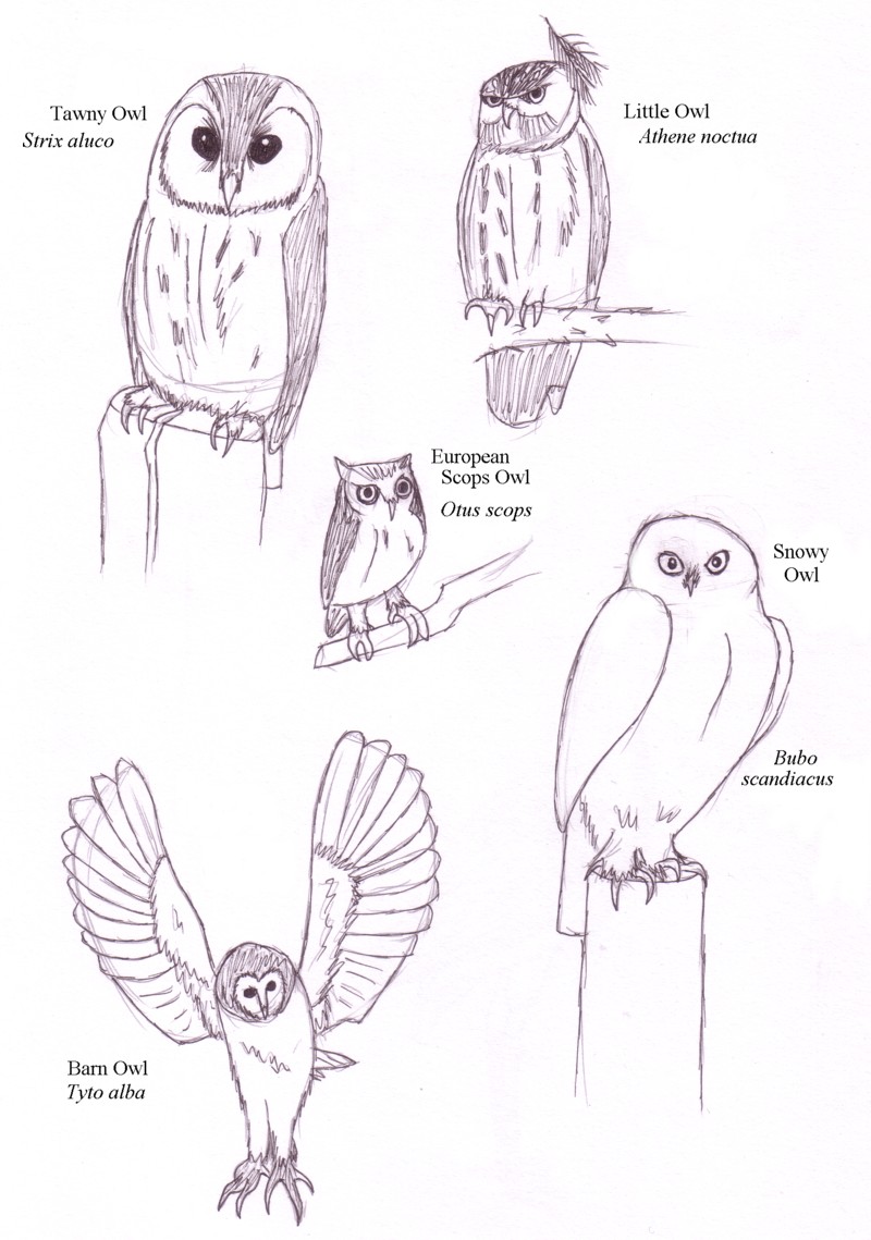 Owls - various