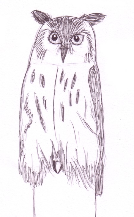 Bubo bubo