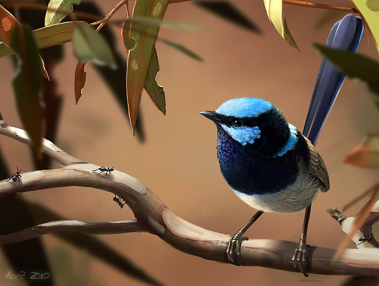 Superb Fairywren