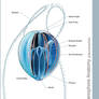 Ctenophore Anatomy