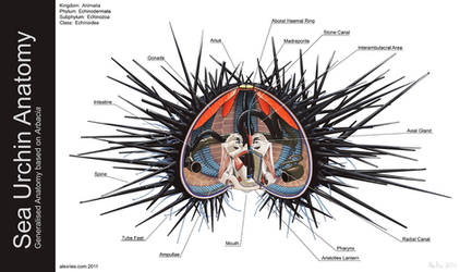 Sea Urchin Anatomy by Abiogenisis