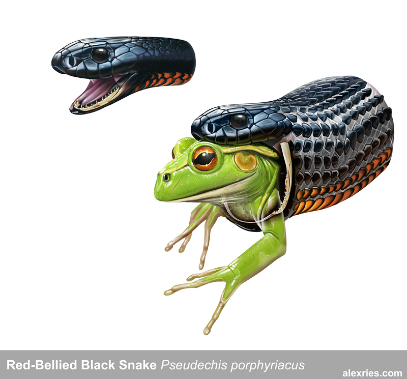 Red-Bellied Black Snake