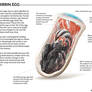 Birrin Egg