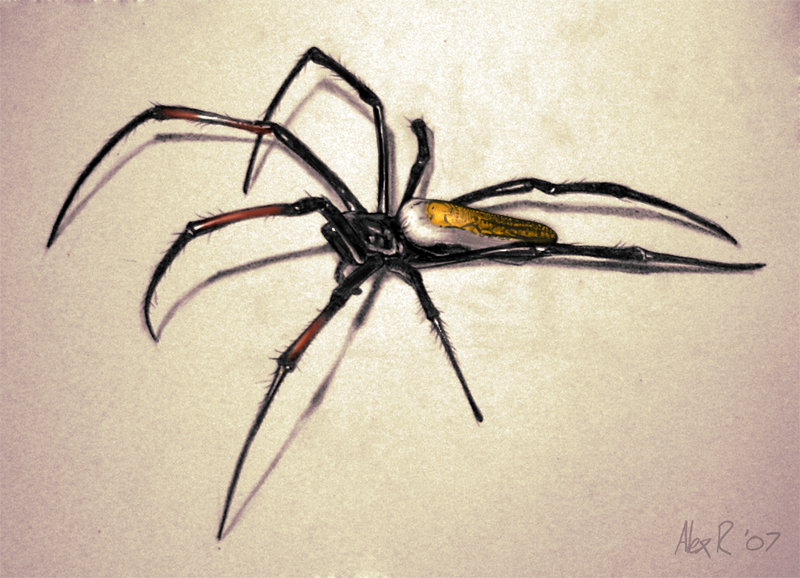 Nephila