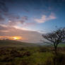 An Exmoor tree at dusk