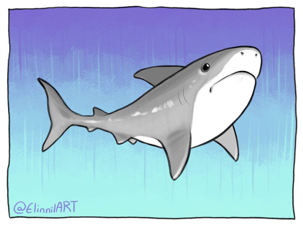 Shark by ElinnilART on DeviantArt