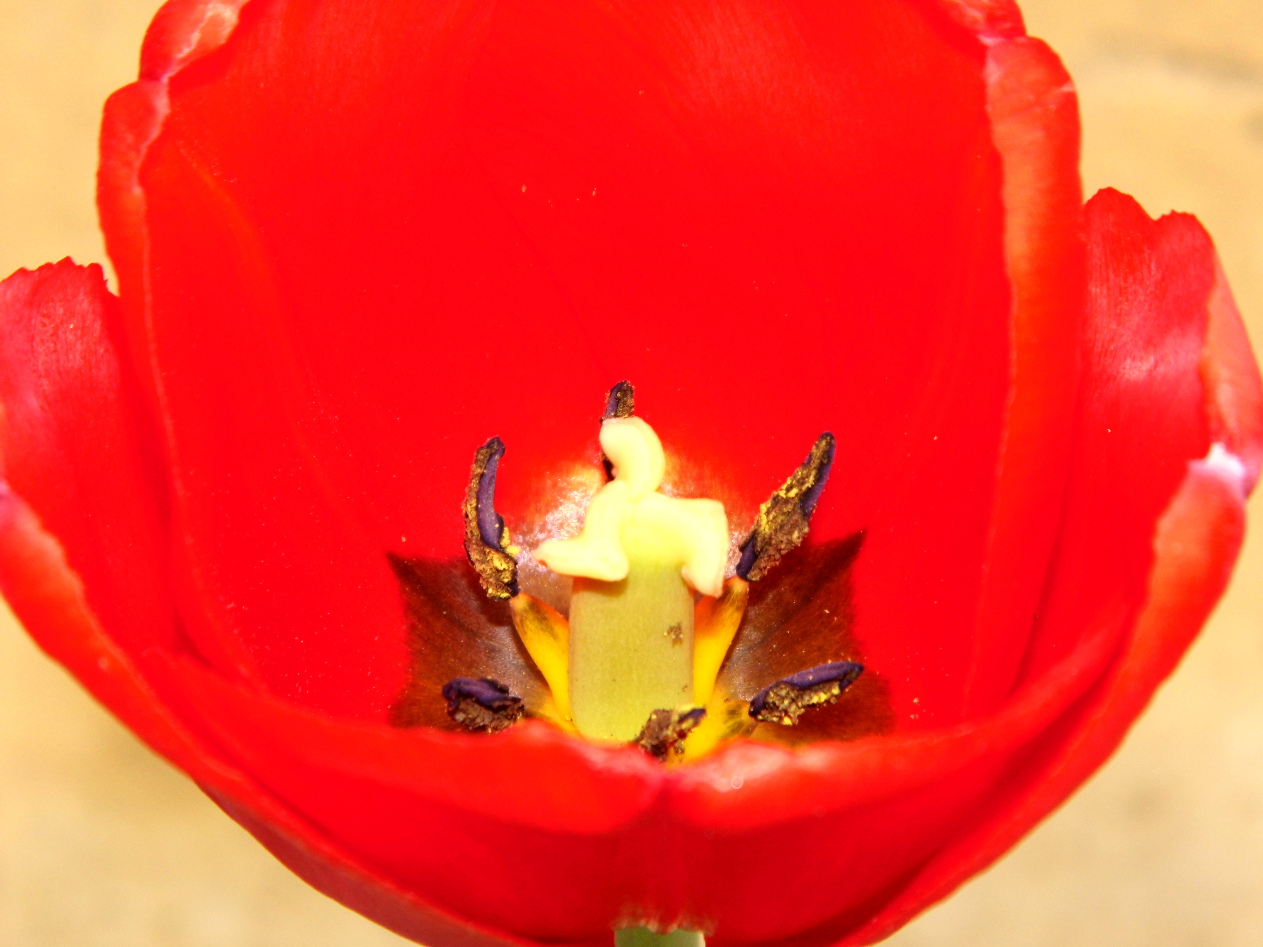 Red tulip