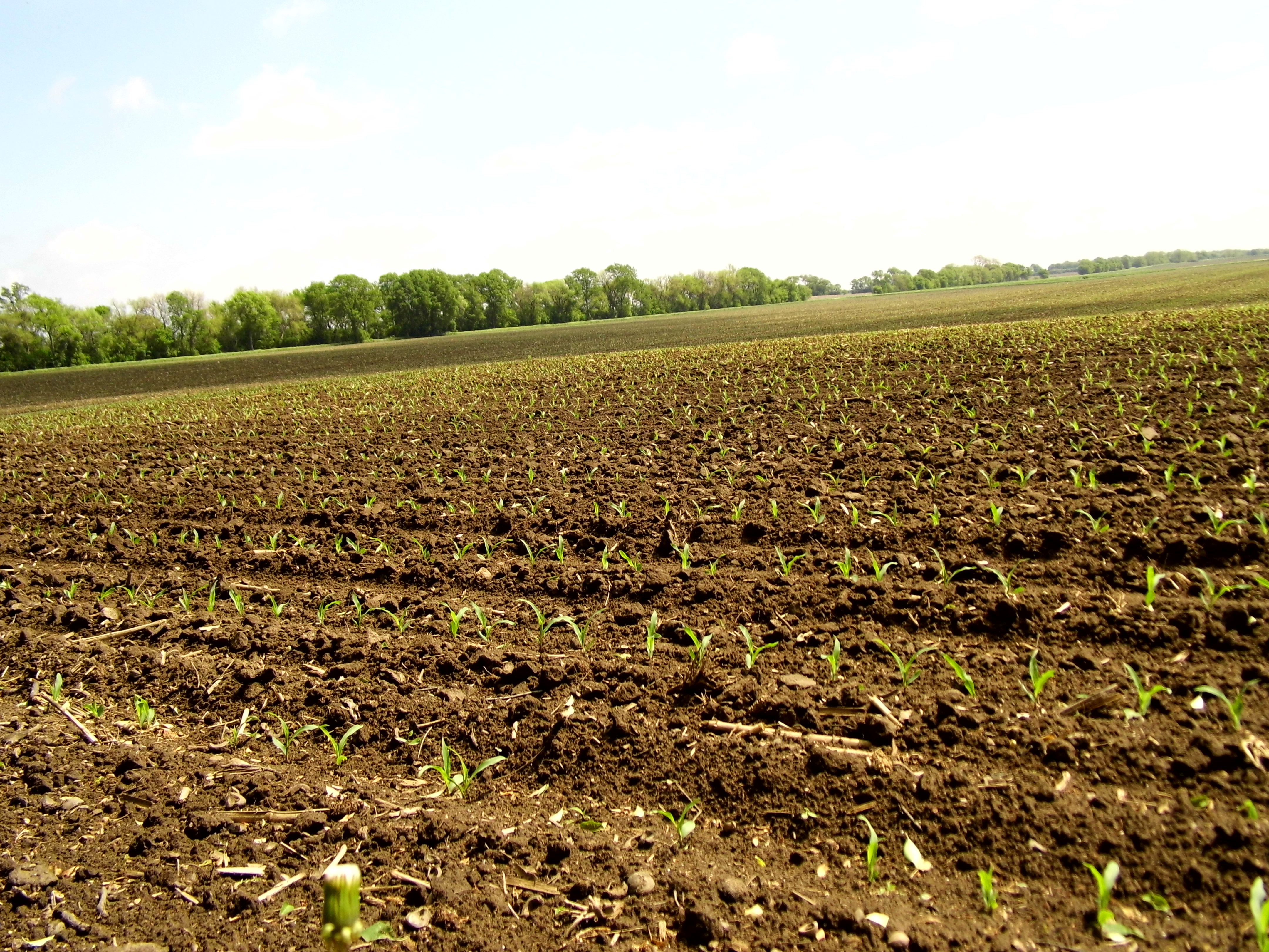 Corn Sprouts