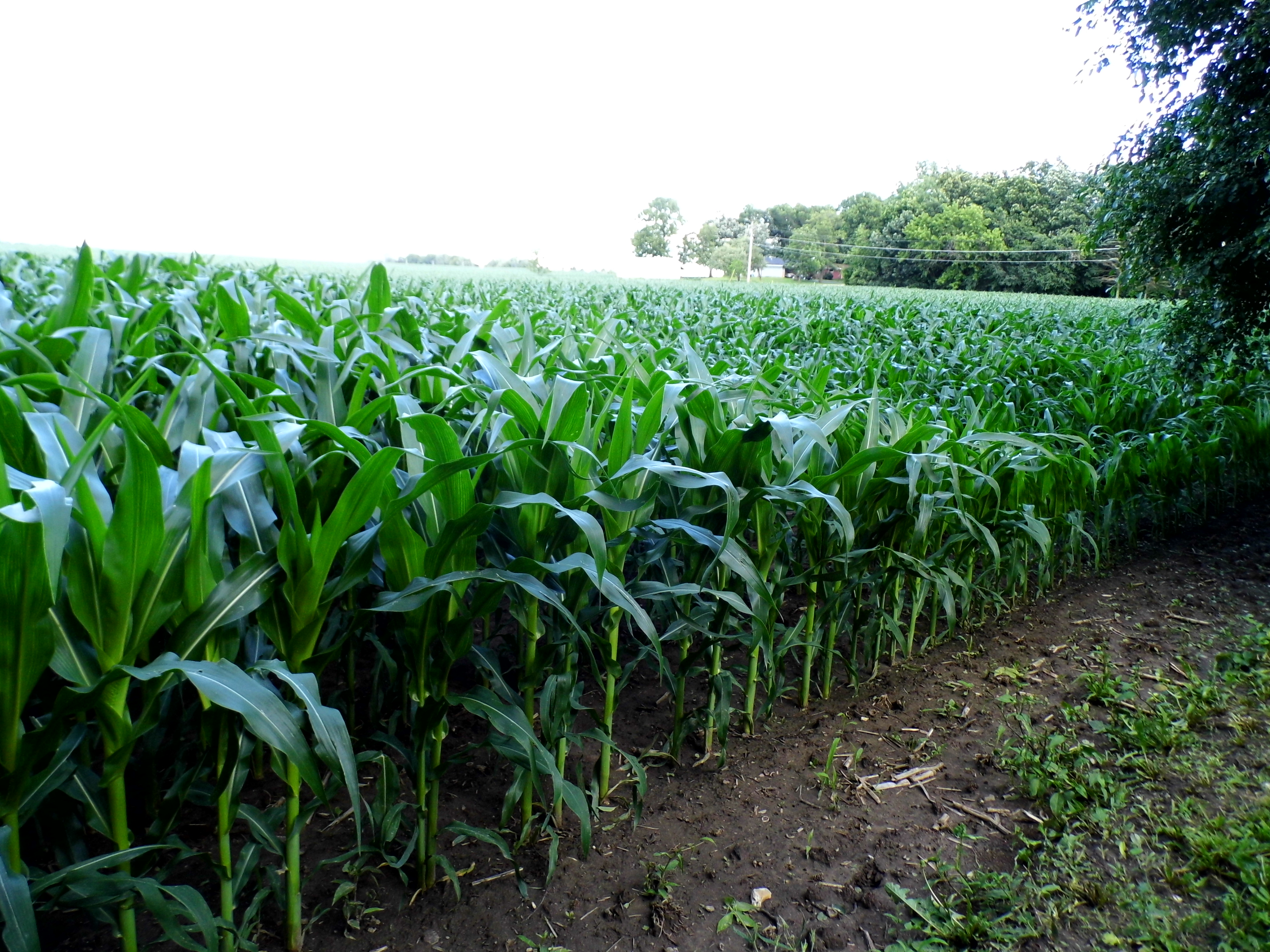 Corn Rows