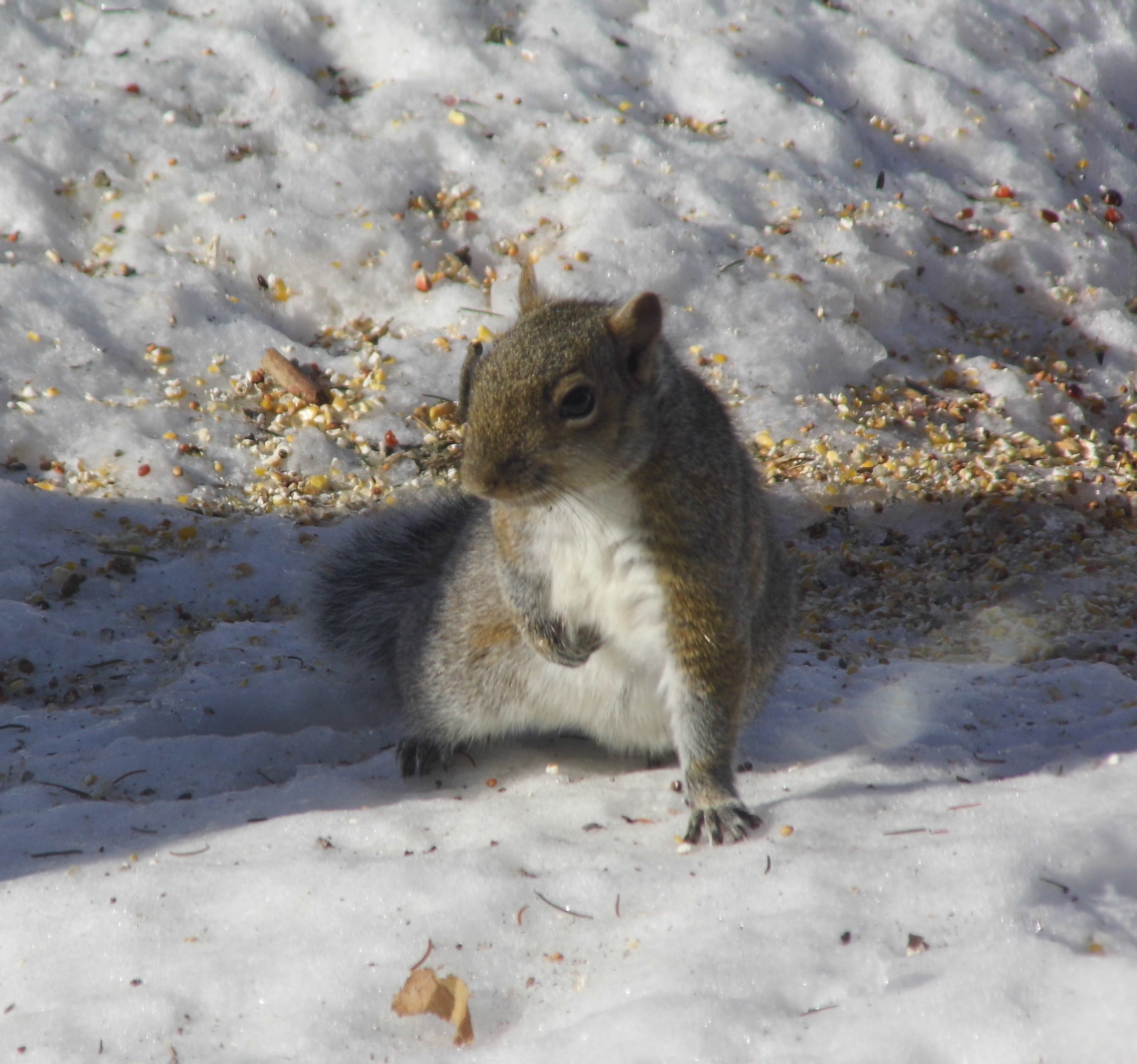 Cute Wlittle Squirrel