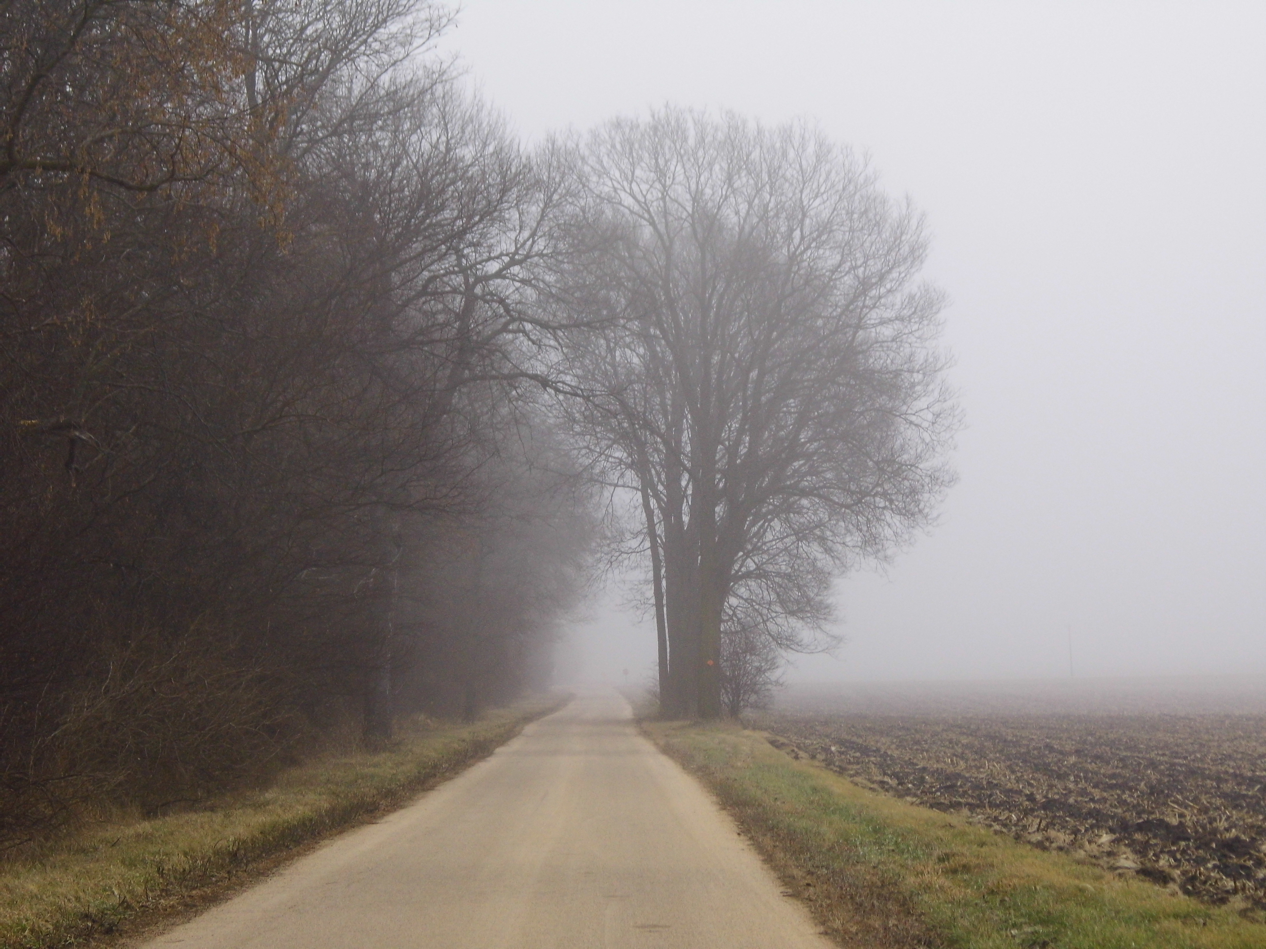 Foggy Road