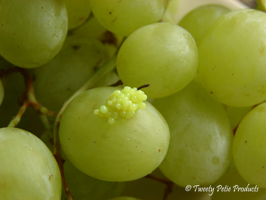 Tart Green Grapes